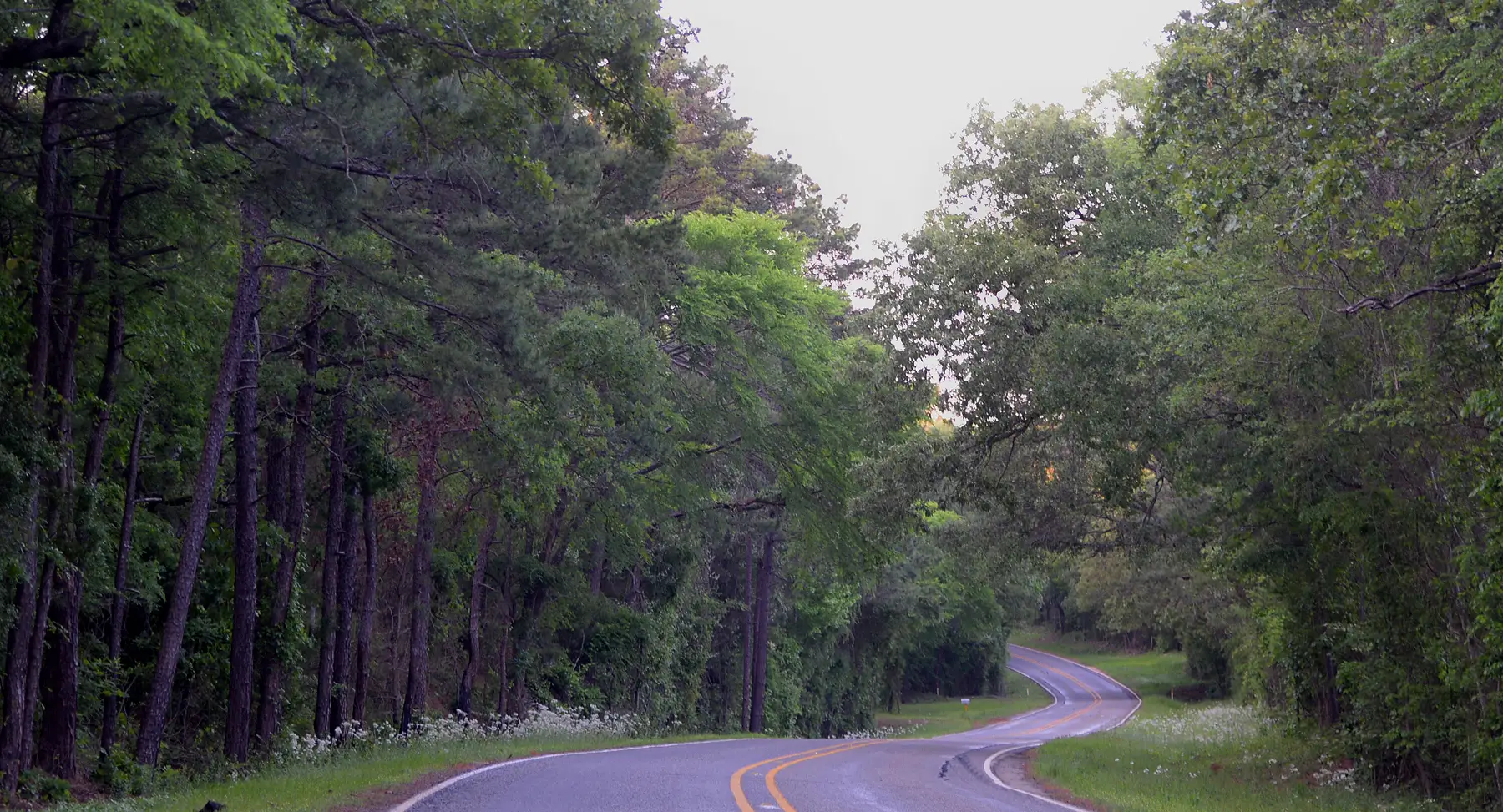A two-lane Texas farm road curving through tall pines